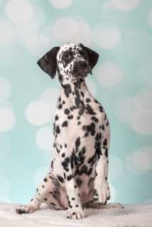 Photo №2 to announcement № 5635 for the sale of dalmatian dog - buy in Russian Federation from nursery
