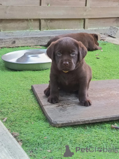 Photo №1. labrador retriever - for sale in the city of Eindhoven | negotiated | Announcement № 177762
