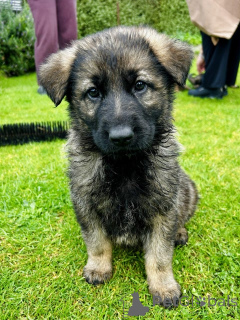Photo №4. I will sell german shepherd in the city of Heusenstamm. breeder - price - 914$