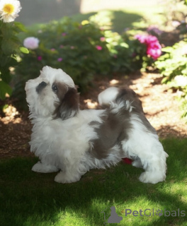 Photo №2 to announcement № 135972 for the sale of shih tzu - buy in Poland private announcement
