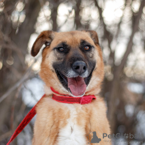 Additional photos: A small donut from the shelter to good hands