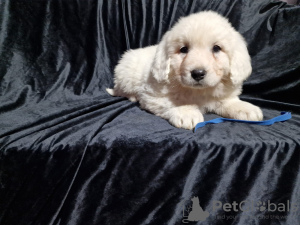 Photo №4. I will sell polish tatra sheepdog in the city of Boat. breeder - price - 1057$