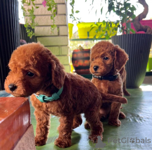 Photo №3. Miniature poodle puppies. Serbia