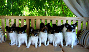 Photo №4. I will sell papillon dog in the city of Kiev. from nursery - price - negotiated