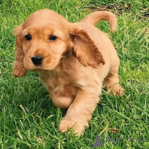 Photo №1. labrador retriever - for sale in the city of Dendermond | negotiated | Announcement № 171706