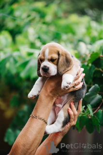 Photo №1. beagle - for sale in the city of Los Angeles | 450$ | Announcement № 84063