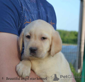 Additional photos: Labrador retrievers