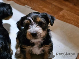 Photo №2 to announcement № 132496 for the sale of maltese dog - buy in Spain breeder