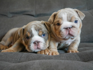 Photo №1. english bulldog - for sale in the city of Helsinki | negotiated | Announcement № 118944