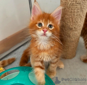 Photo №1. maine coon - for sale in the city of Jongny | 423$ | Announcement № 116866