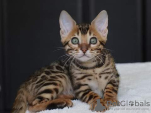 Photo №3. Bengal kittens for adoption. United States