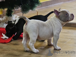 Photo №1. american bully - for sale in the city of Belgrade | negotiated | Announcement № 85495