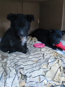 Photo №3. Puppies need a home!. Russian Federation