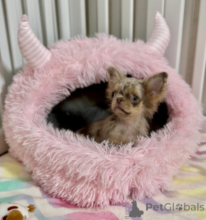 Photo №2 to announcement № 159133 for the sale of chihuahua - buy in Germany breeder