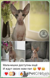 Photo №1. donskoy cat - for sale in the city of Novosibirsk | negotiated | Announcement № 57883