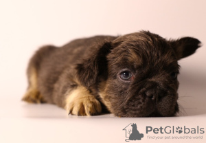 Photo №2 to announcement № 84655 for the sale of french bulldog - buy in Russian Federation breeder