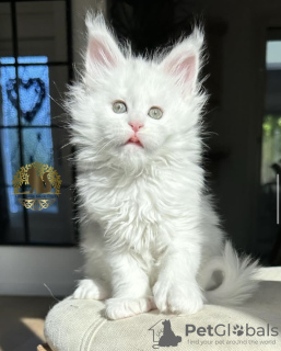 Photo №1. maine coon - for sale in the city of Berlin | 370$ | Announcement № 102159