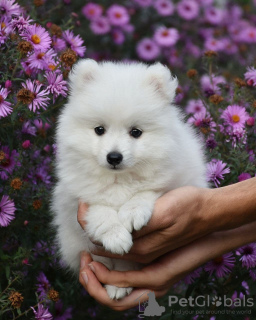 Photo №1. japanese spitz - for sale in the city of Almaty | 2375$ | Announcement № 9764