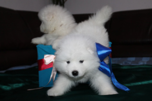 Photo №4. I will sell samoyed dog in the city of Tyumen. private announcement, from nursery, breeder - price - 262$