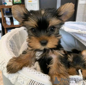 Photo №4. I will sell yorkshire terrier in the city of Vienna. breeder - price - 423$