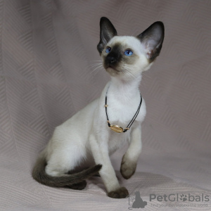 Photo №1. siamese cat - for sale in the city of Belfast | 264$ | Announcement № 124360