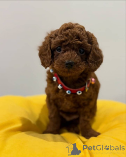 Photo №2 to announcement № 162981 for the sale of poodle (toy) - buy in Canada breeder