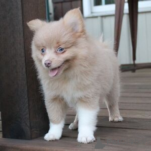 Photo №1. pomeranian - for sale in the city of Beiersdorf | 329$ | Announcement № 152927