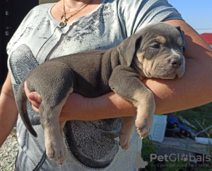 Photo №4. I will sell american bully in the city of Novorossiysk. private announcement - price - negotiated