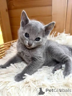 Photo №3. Two Russian Blue Kittens Needs a New Family. Malta