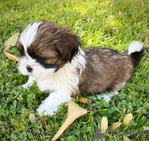 Photo №2 to announcement № 135622 for the sale of shih tzu - buy in Germany breeder