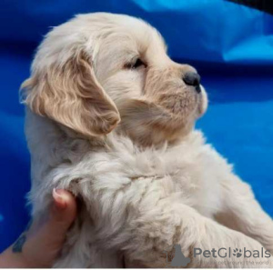 Photo №1. golden retriever - for sale in the city of Jagodina | 845$ | Announcement № 72295