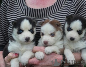 Photo №1. siberian husky - for sale in the city of Island Park | negotiated | Announcement № 76539