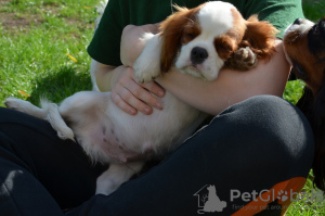 Additional photos: CAVALIER KING CHARLES SPANIEL male ZKWP / FCI