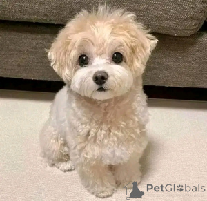 Photo №3. Süße Australian Shepherd Welpen ab sofort verfügbar. Belgium