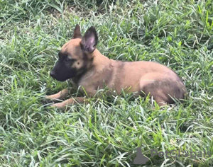 Additional photos: Belgian Malinois Shepherd puppies