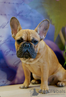 Photo №4. I will sell french bulldog in the city of Odintsovo. from nursery - price - 586$