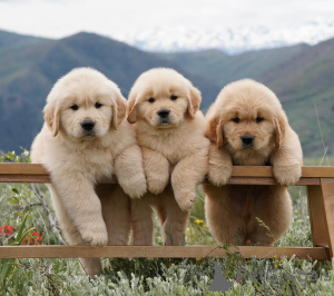 Photo №1. golden retriever - for sale in the city of Friedberg (Hessen) | negotiated | Announcement № 164337