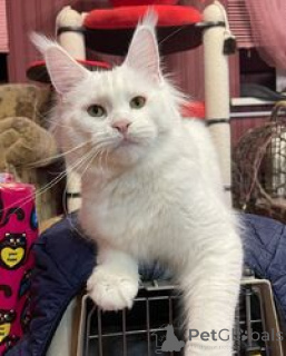 Photo №1. maine coon - for sale in the city of AREL | negotiated | Announcement № 169485