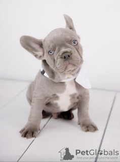 Photo №2 to announcement № 20936 for the sale of french bulldog - buy in Germany private announcement