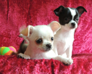 Photo №1. chihuahua - for sale in the city of Yekaterinburg | negotiated | Announcement № 1264