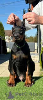 Additional photos: Doberman puppies for sale