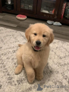 Photo №2 to announcement № 137163 for the sale of golden retriever - buy in Germany breeder
