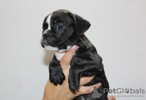 Additional photos: EXOTIC French Bulldog puppies