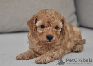 Photo №3. Mini poodles. Serbia