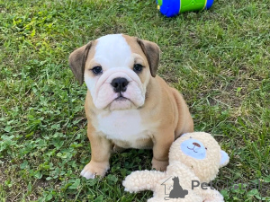 Photo №2 to announcement № 138957 for the sale of english bulldog - buy in United States private announcement, breeder