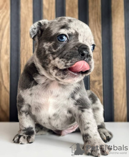 Additional photos: English and French bulldog puppies available