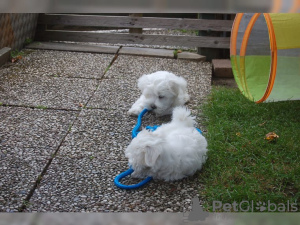 Photo №1. maltese dog - for sale in the city of New York | 850$ | Announcement № 87224