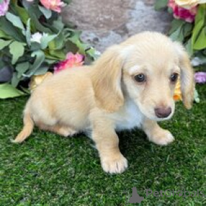 Photo №3. Teeny Miniature Dachshund Puppy Female 10 Weeks Old Ready for Her Forever Home. Germany