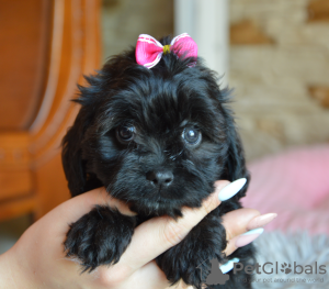 Additional photos: Cavapoo females and males mum cavalier dad toy poodle