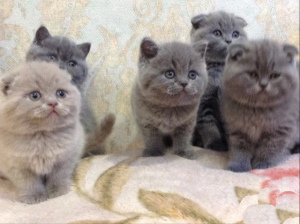 Photo №2 to announcement № 2130 for the sale of scottish straight, scottish fold - buy in Russian Federation from nursery, breeder